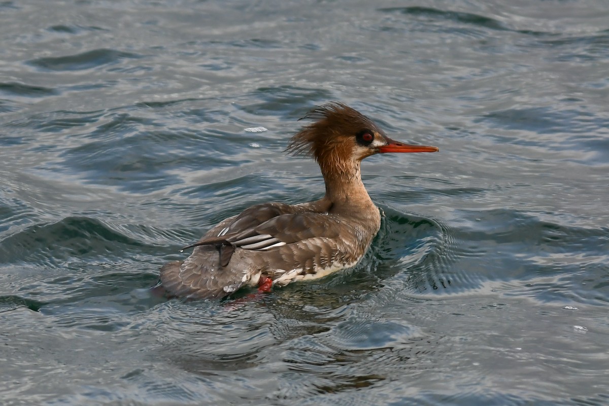 Red-breasted Merganser - Mike Charest
