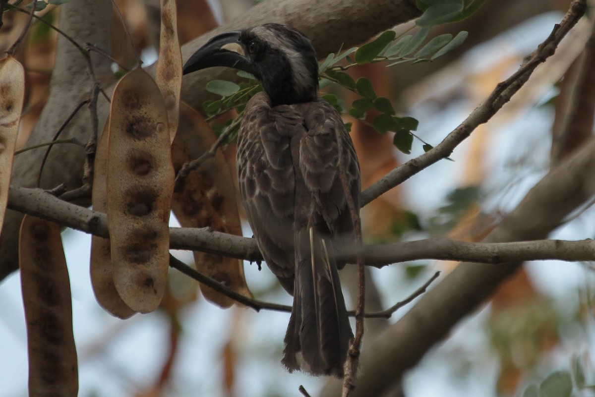 African Gray Hornbill - Aaron Maizlish