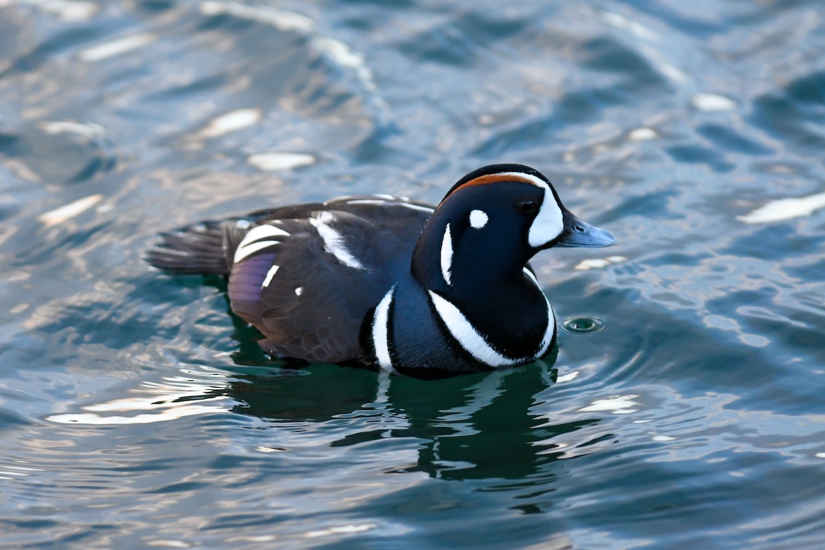 Harlequin Duck - Mike Charest