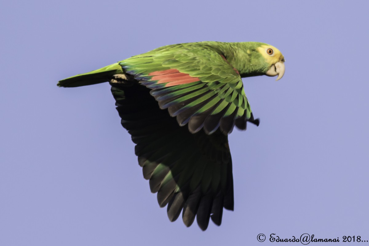 Yellow-headed Parrot - ML85603671