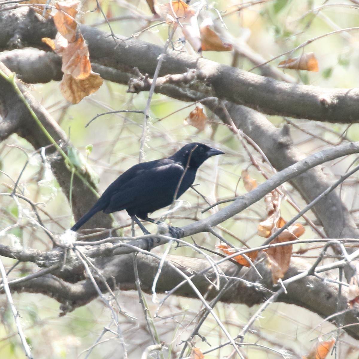 Scrub Blackbird - ML85603801