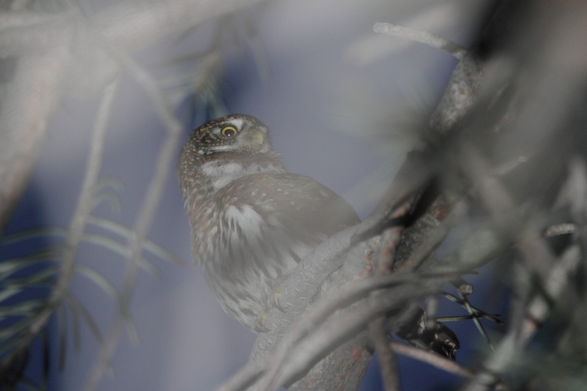 Northern Pygmy-Owl - ML85604061