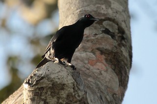  - Chestnut-winged Starling