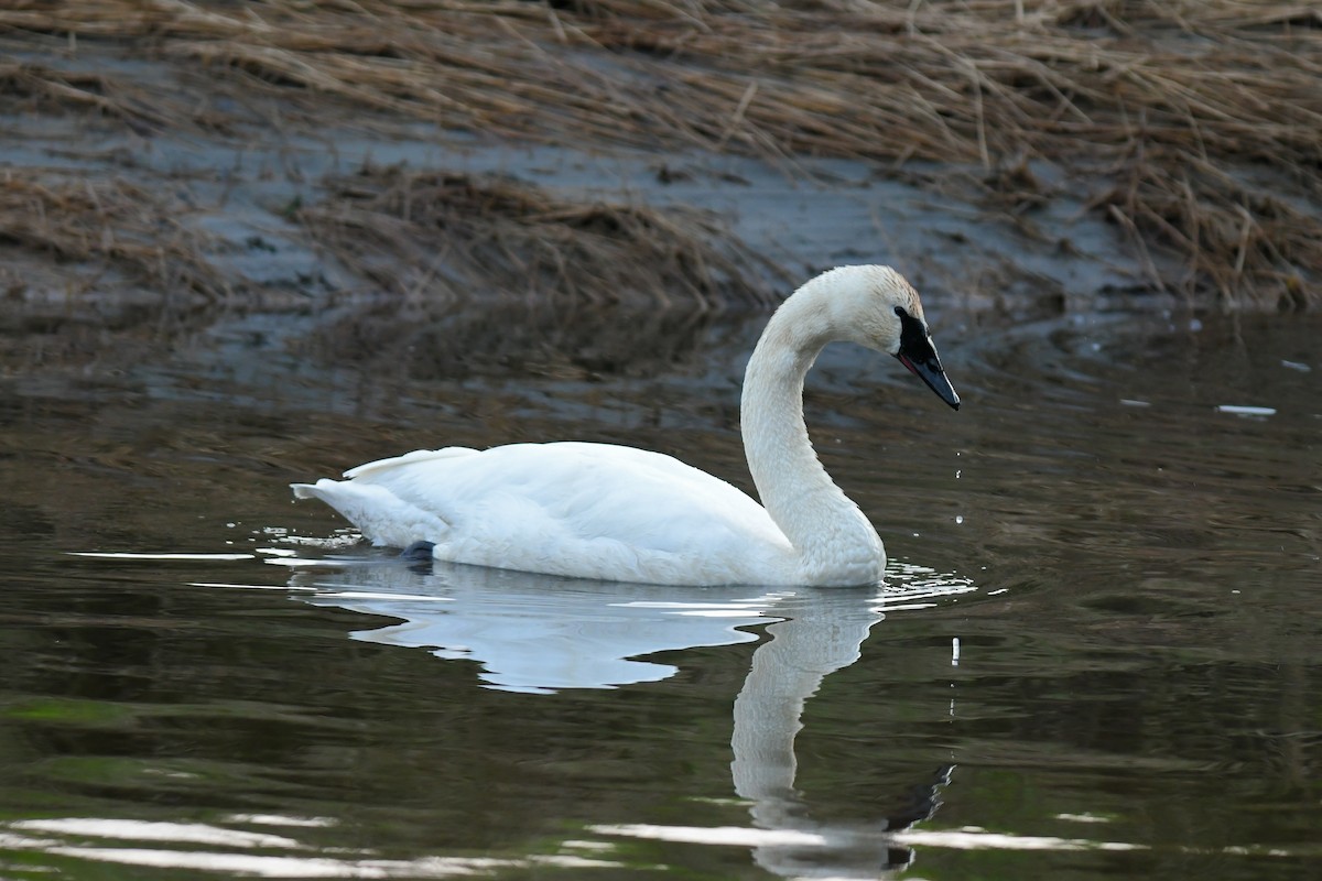 Trumpeter Swan - Mike Charest