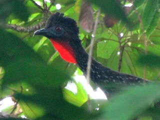 Crested Guan, ML85604841