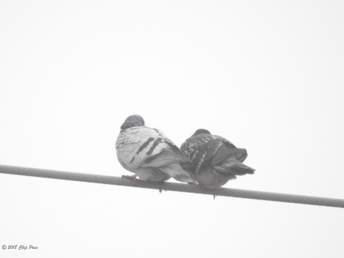 Rock Pigeon (Feral Pigeon) - ML85605171
