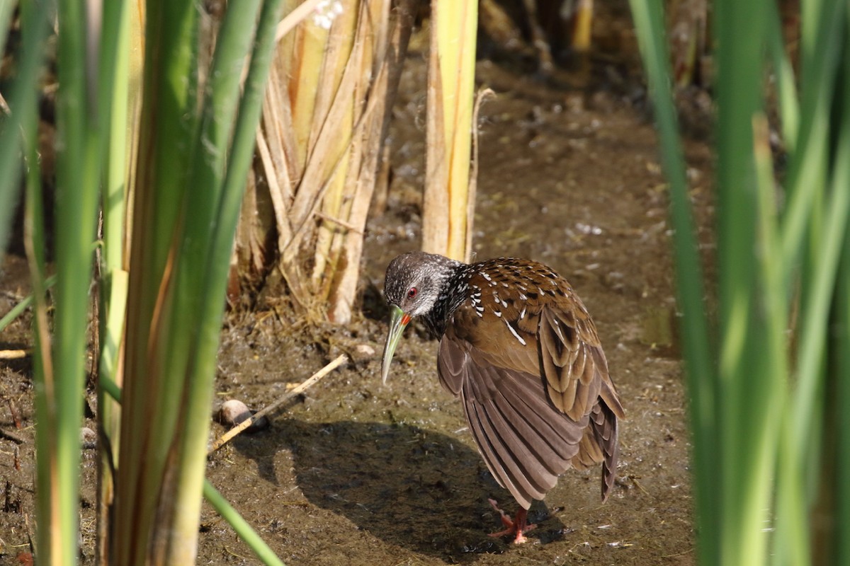 Spotted Rail - ML85605411