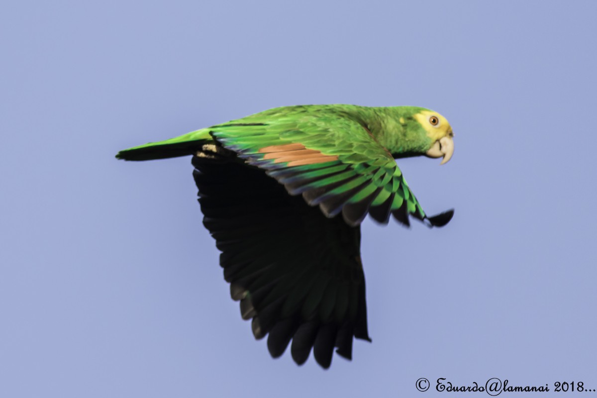 Yellow-headed Parrot - Jorge Eduardo Ruano