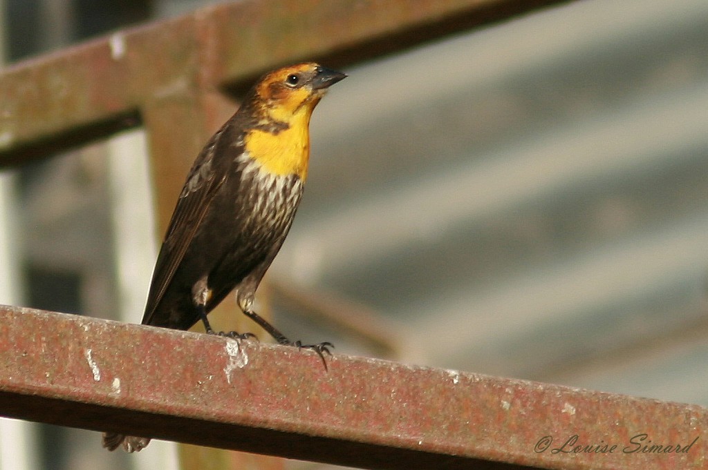Yellow-headed Blackbird - Louise Simard