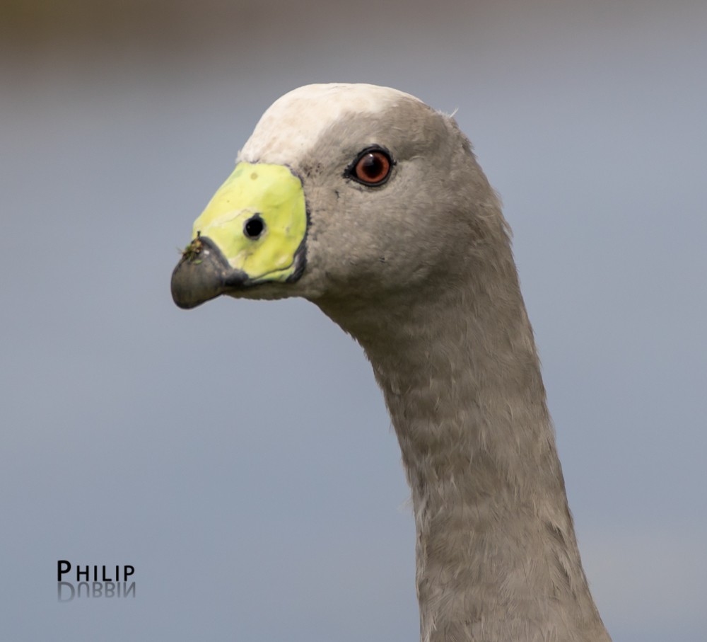 Cape Barren Goose - Philip Dubbin