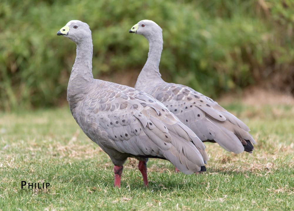 Cape Barren Goose - Philip Dubbin