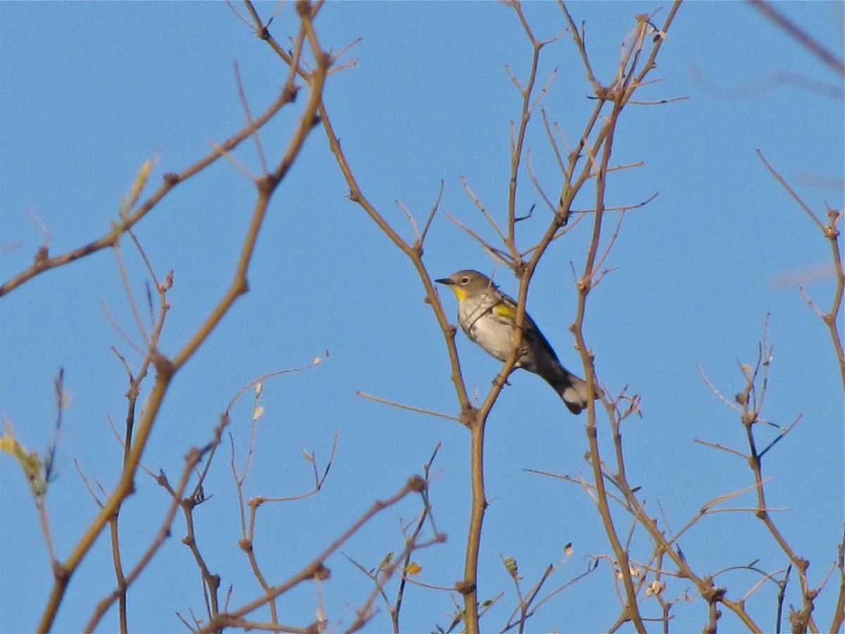 Yellow-rumped Warbler (Audubon's) - ML85610541