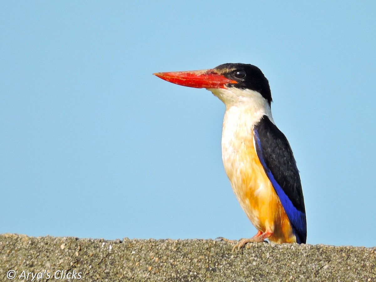 Black-capped Kingfisher - Arya Vinod