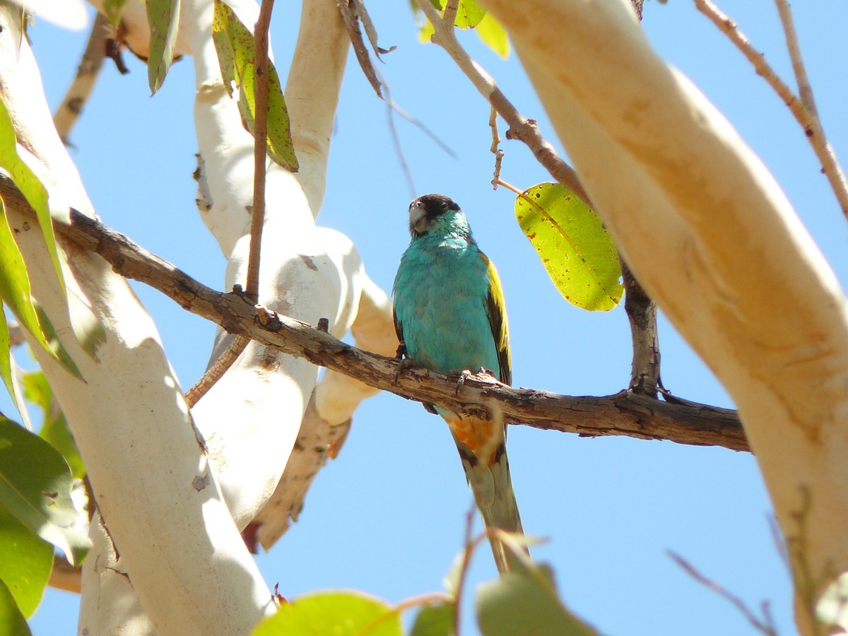 Hooded Parrot - Anonymous