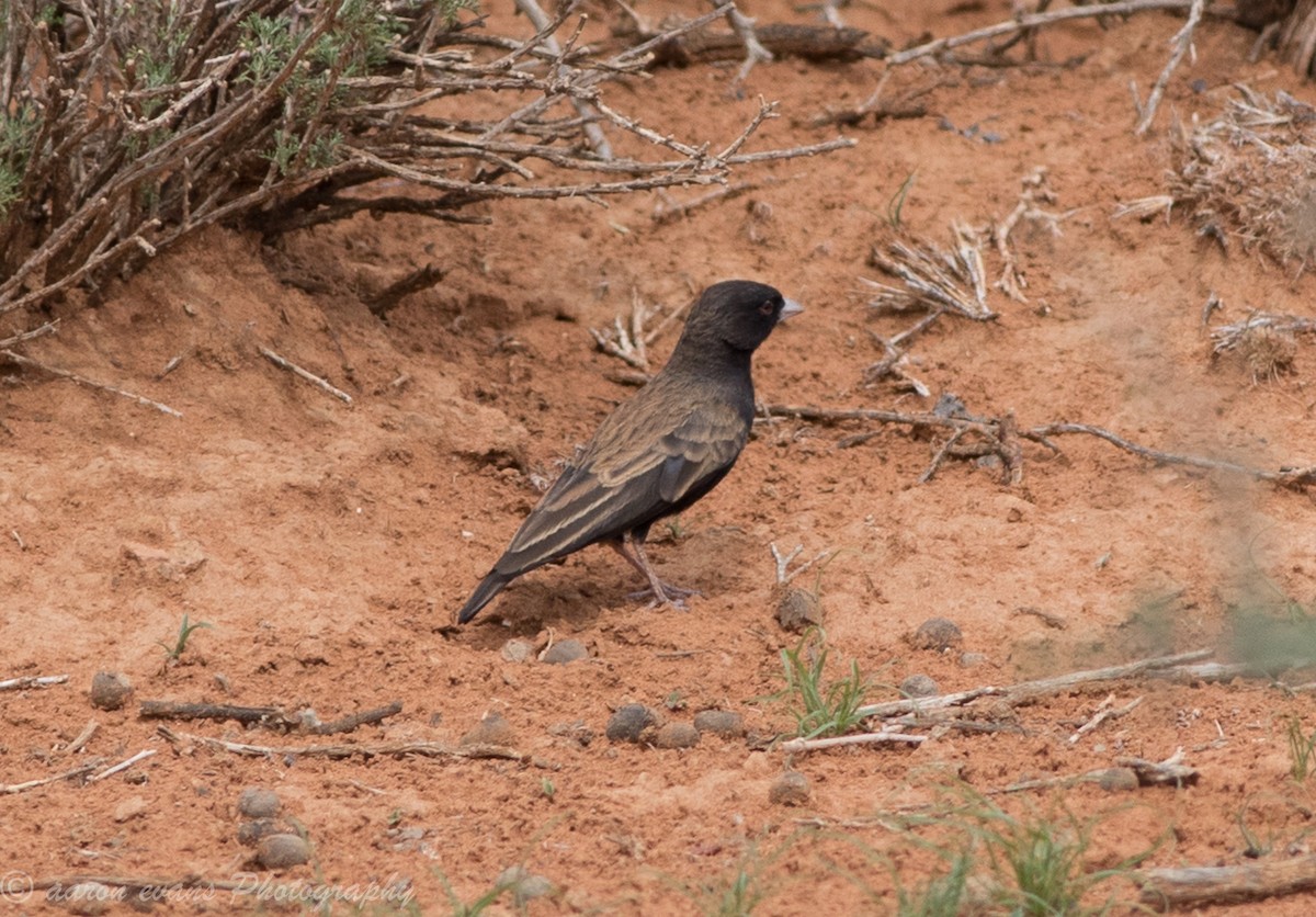 Black-eared Sparrow-Lark - aaron evans