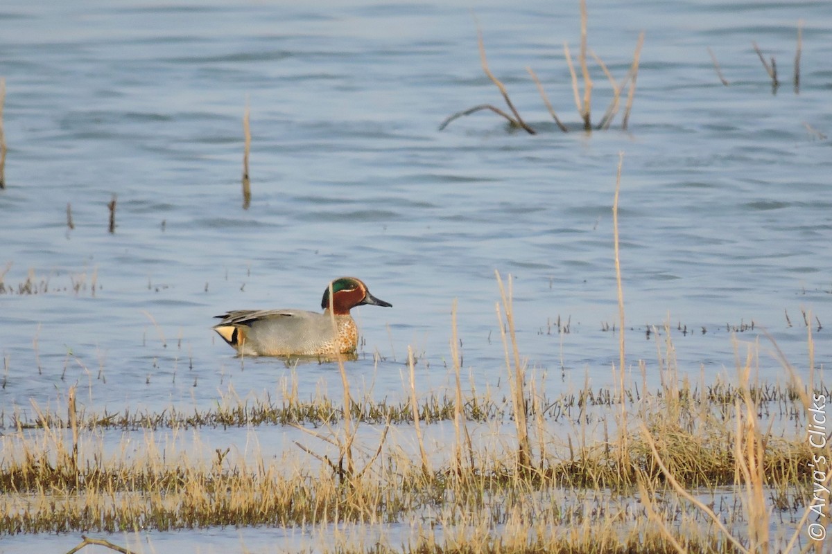 Green-winged Teal - ML85619011
