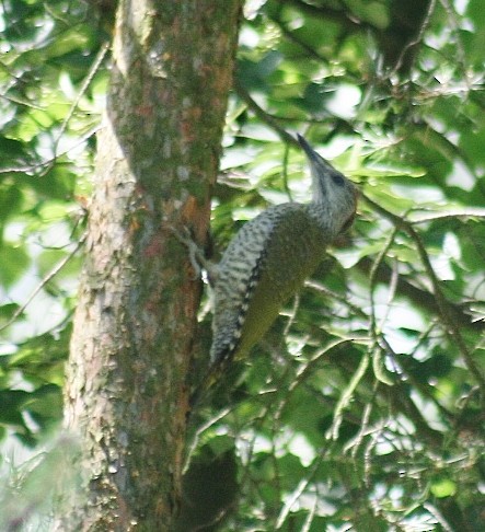 Eurasian Green Woodpecker - Albert Linkowski