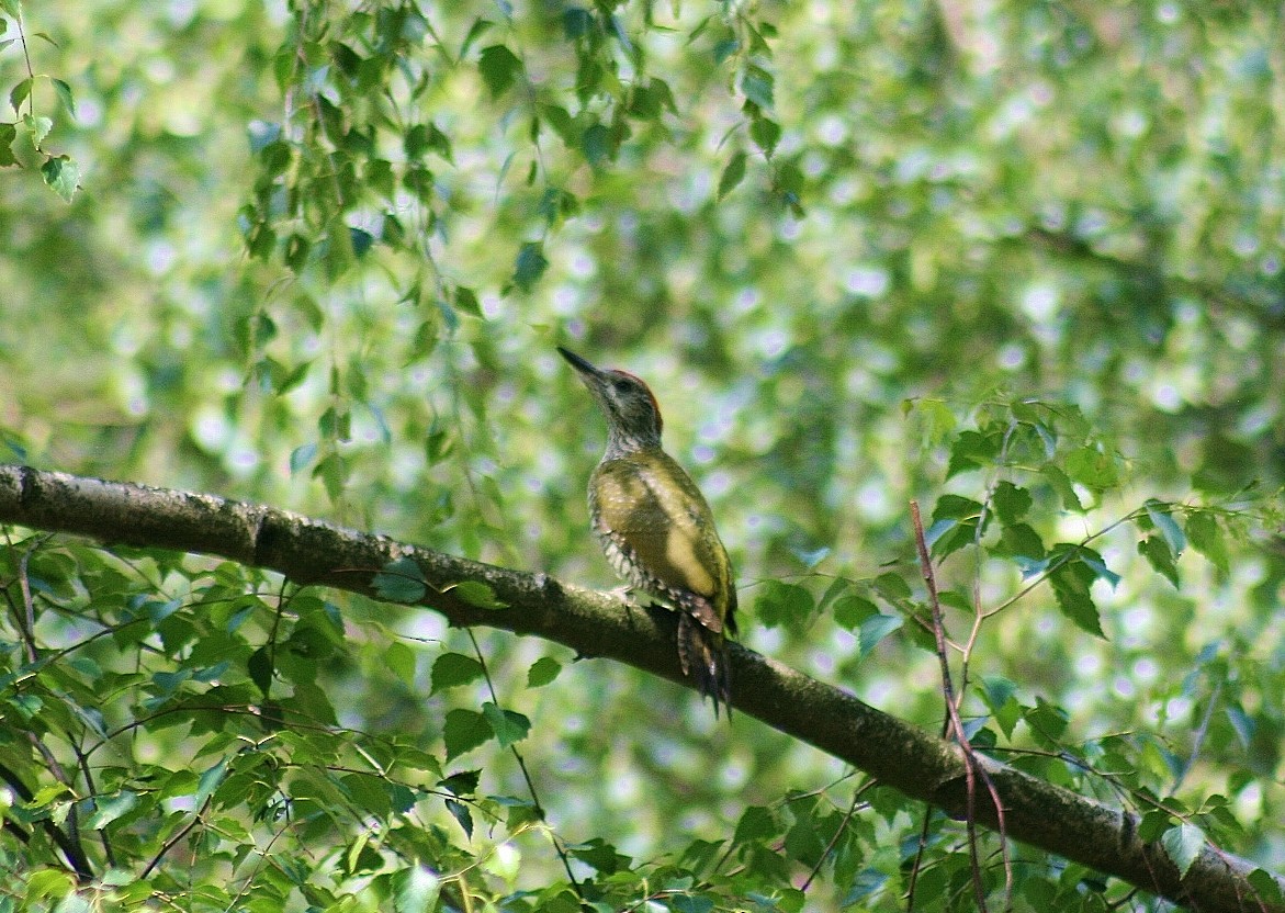 Eurasian Green Woodpecker - ML85619391