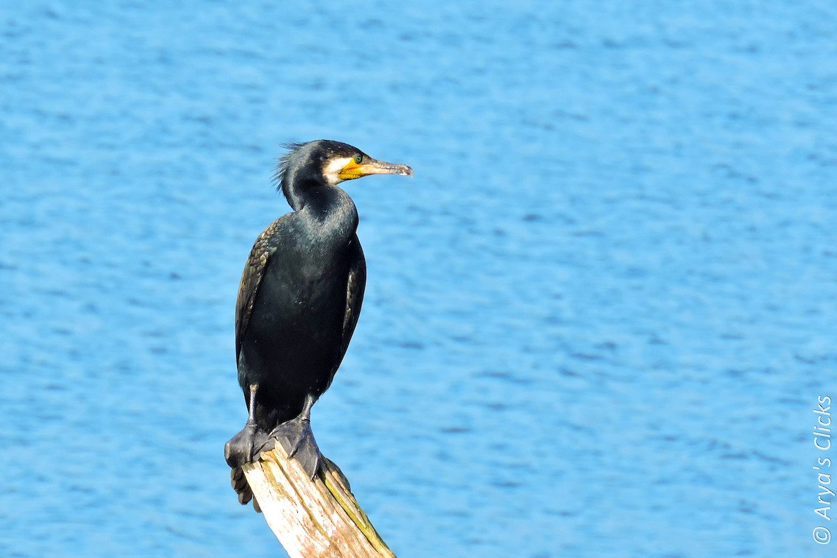 Great Cormorant - Arya Vinod