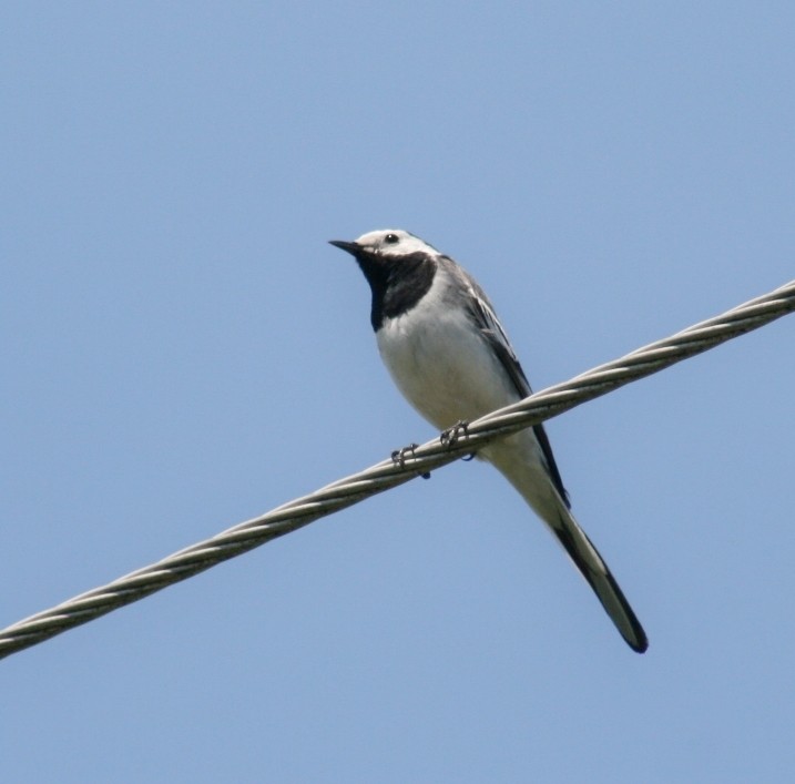 White Wagtail (White-faced) - ML85620511
