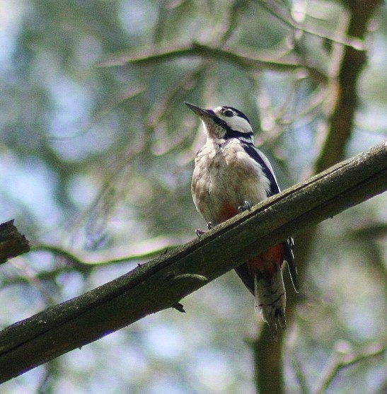 Great Spotted Woodpecker - ML85620791