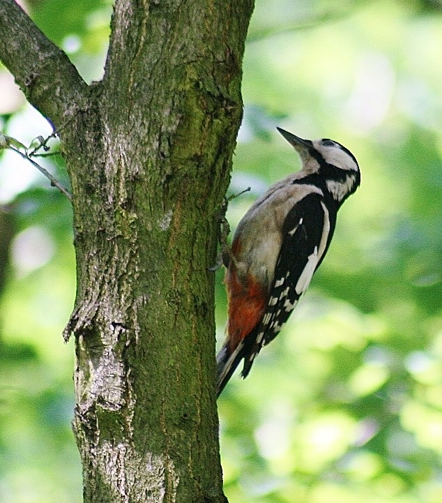 Great Spotted Woodpecker - Albert Linkowski