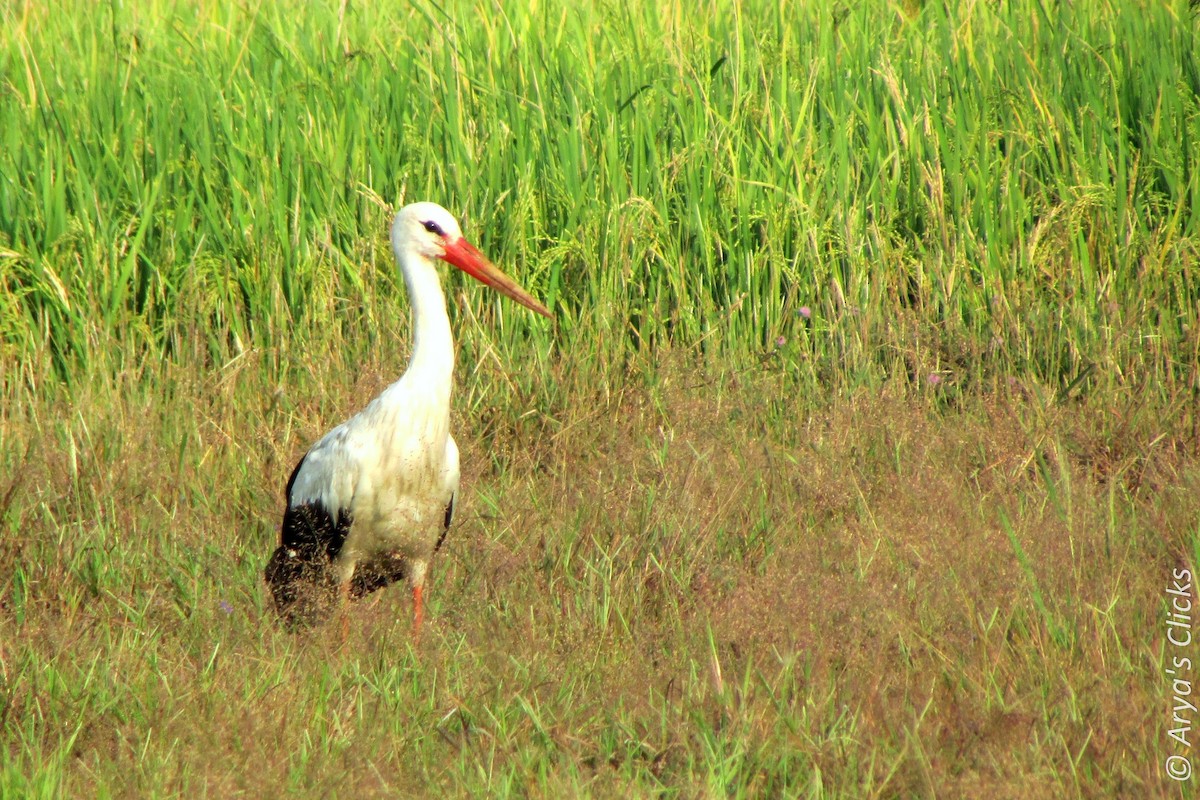 White Stork - ML85621111