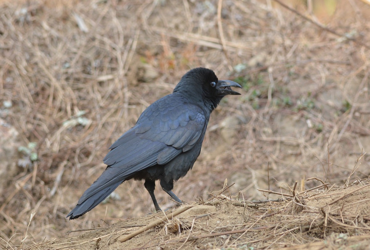 Large-billed Crow - ML85621331