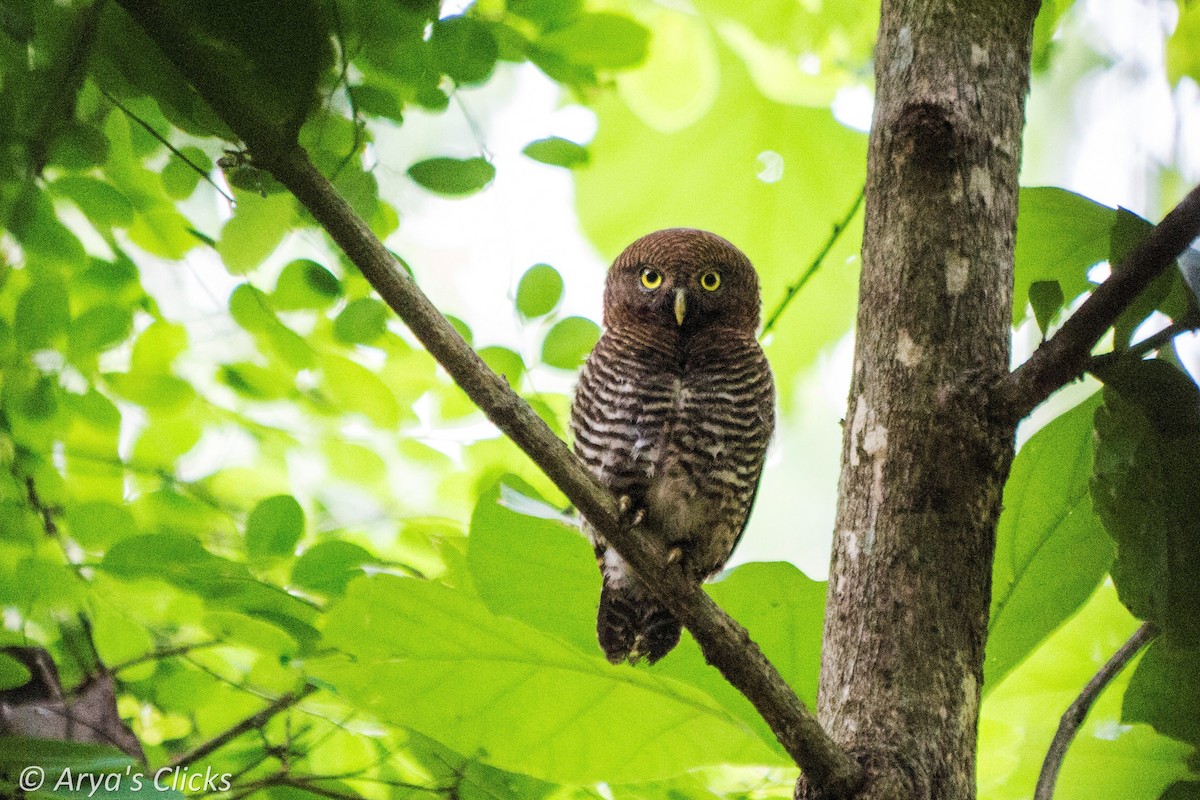 Jungle Owlet - Arya Vinod
