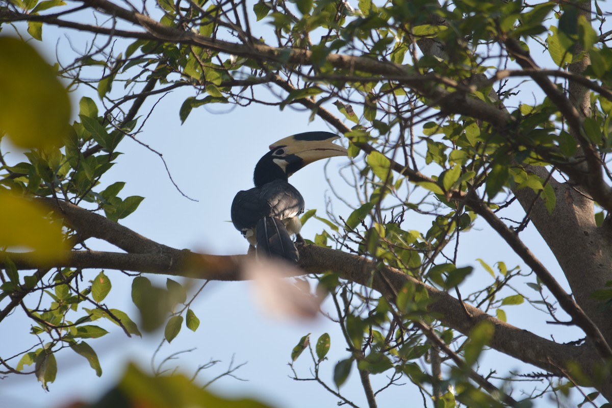 Malabar Pied-Hornbill - Arun Visweswaran