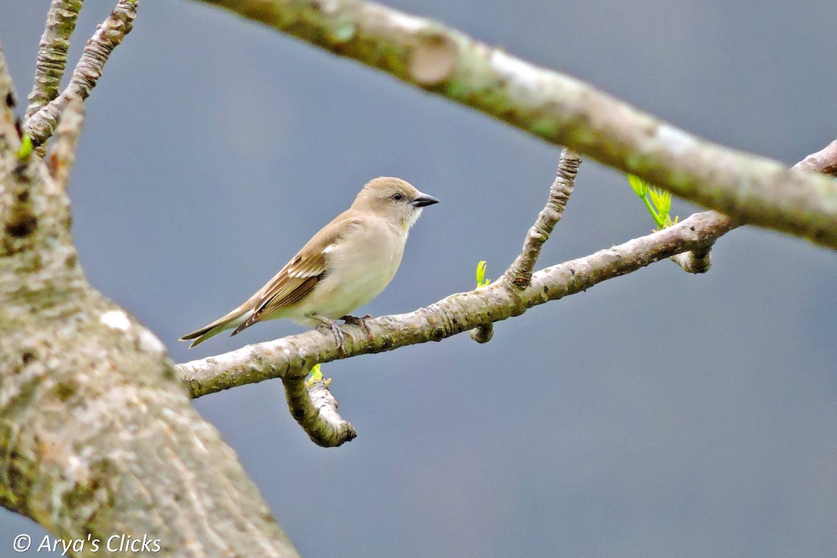 Yellow-throated Sparrow - Arya Vinod