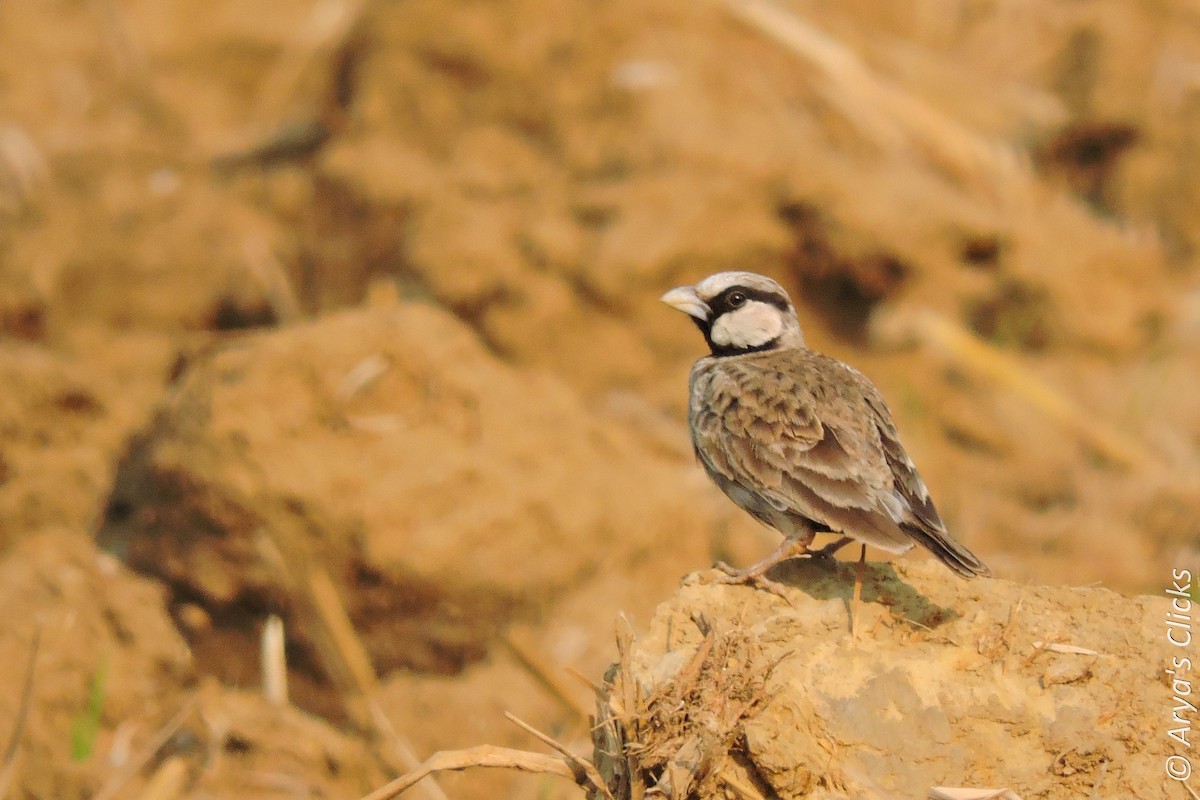 Ashy-crowned Sparrow-Lark - Arya Vinod