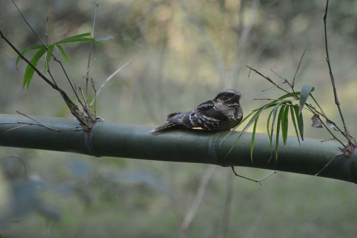 Large-tailed Nightjar - Biswanath Mondal