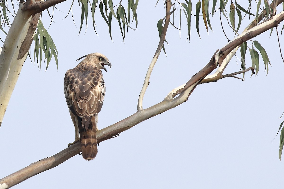 Changeable Hawk-Eagle (Crested) - Rahul  Singh