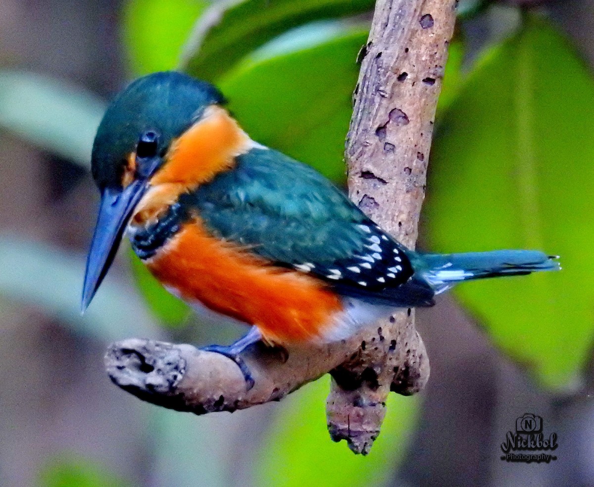 American Pygmy Kingfisher - ML85623791