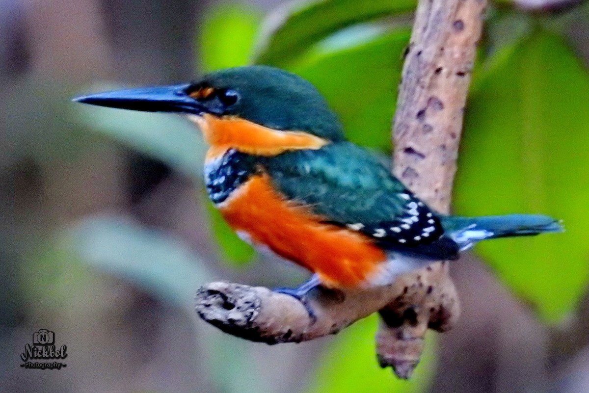 American Pygmy Kingfisher - ML85623801