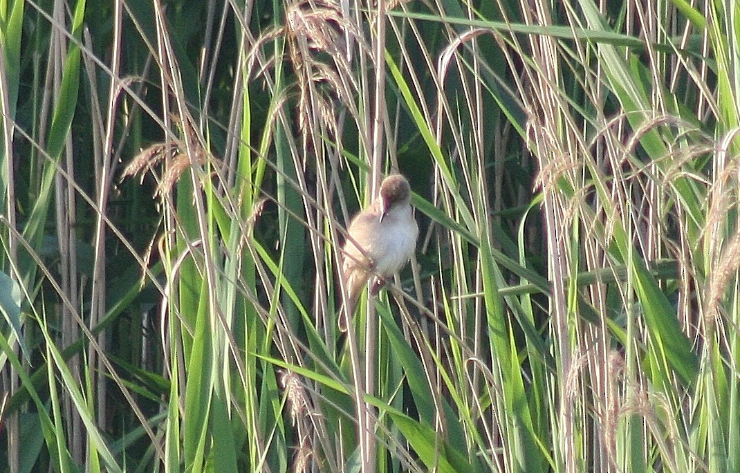 Common Reed Warbler - ML85624761