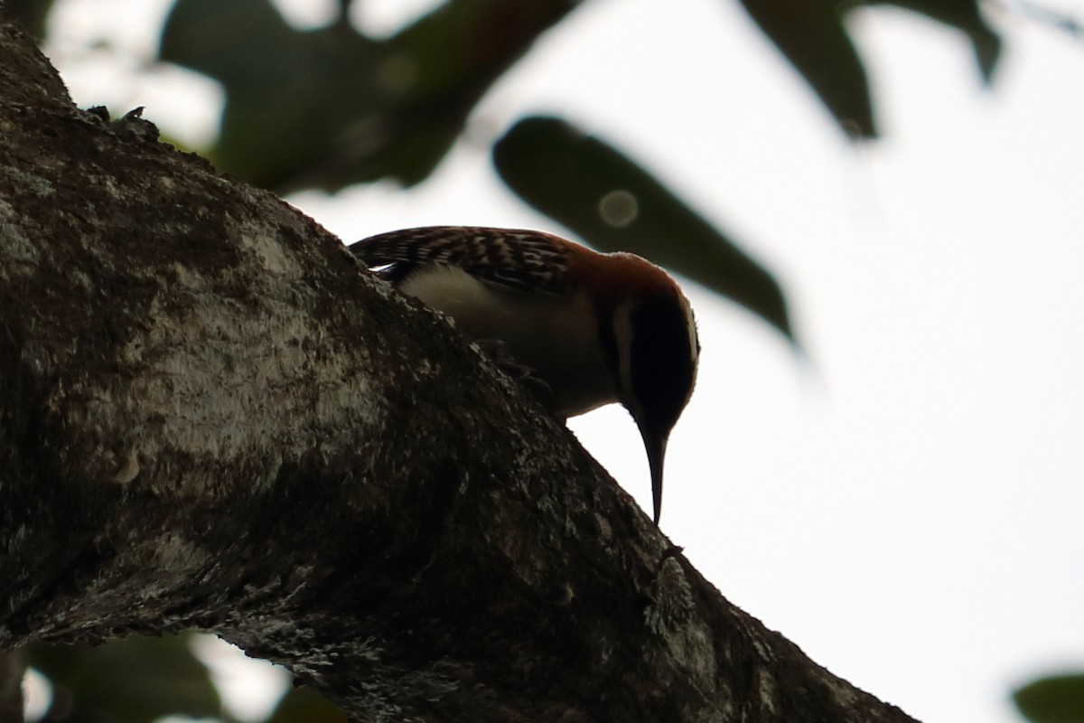 Hairy Woodpecker - Alta Tanner