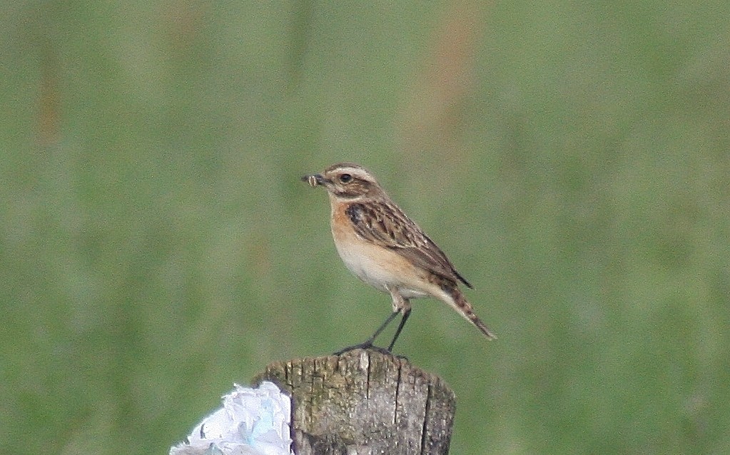 Whinchat - ML85625121