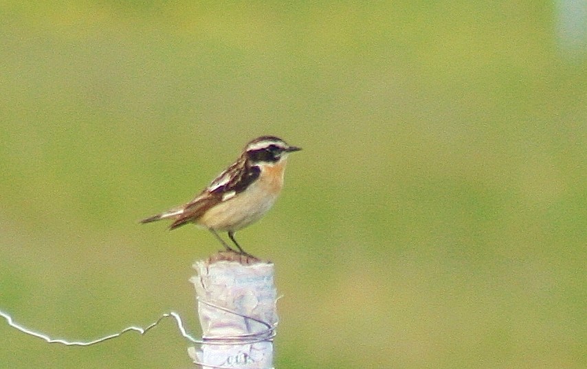 Whinchat - ML85625131