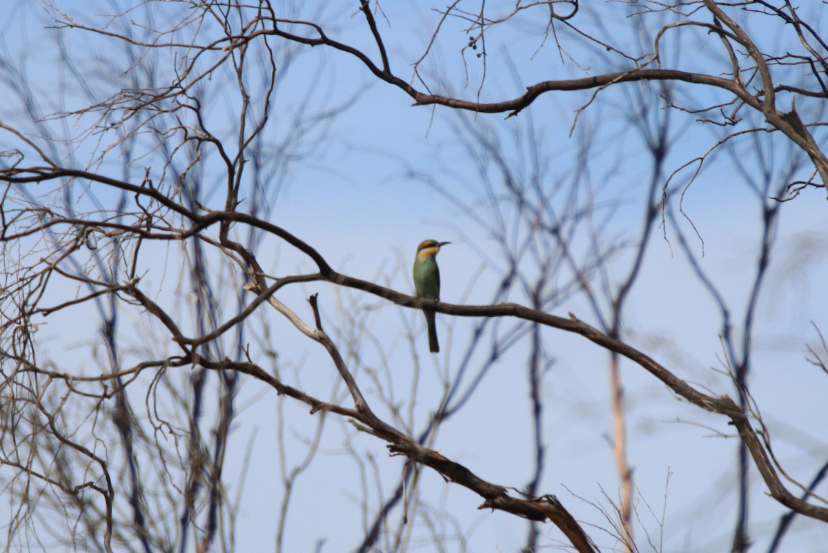 Rainbow Bee-eater - Donna Nagiello