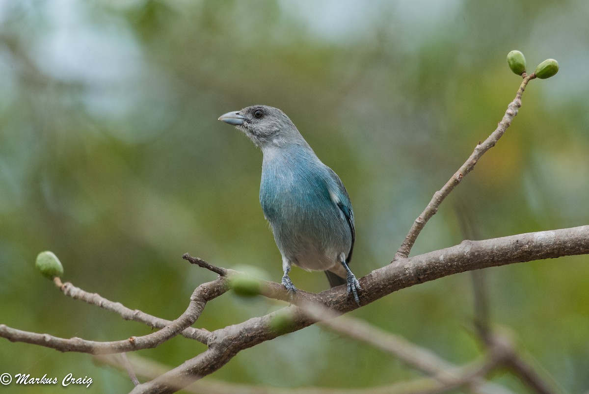 Glaucous Tanager - ML85625341