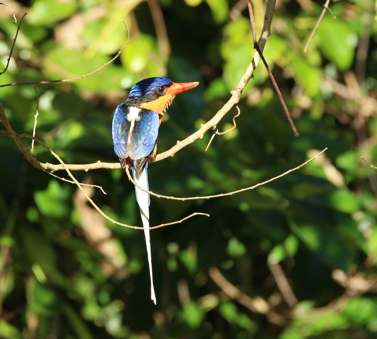 Buff-breasted Paradise-Kingfisher - Mary Clarke