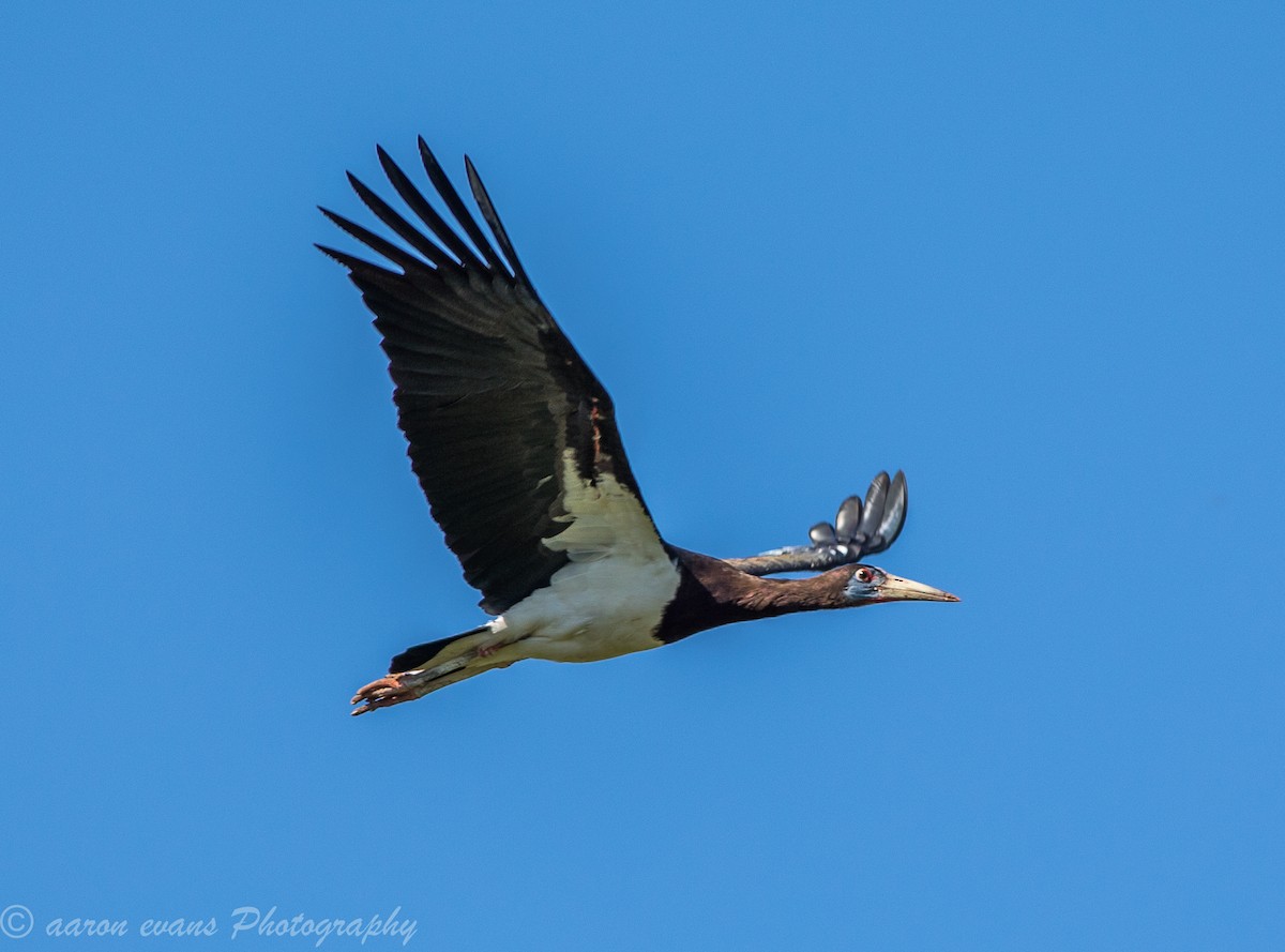 Abdim's Stork - aaron evans