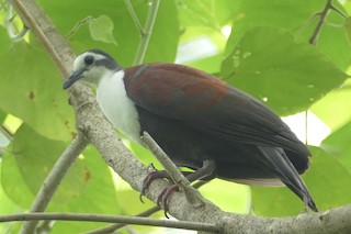  - Caroline Islands Ground Dove