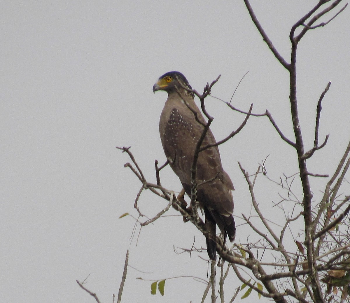 Crested Serpent-Eagle - ML85627321