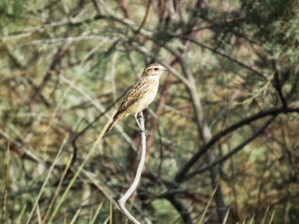 Whinchat - ML85628951