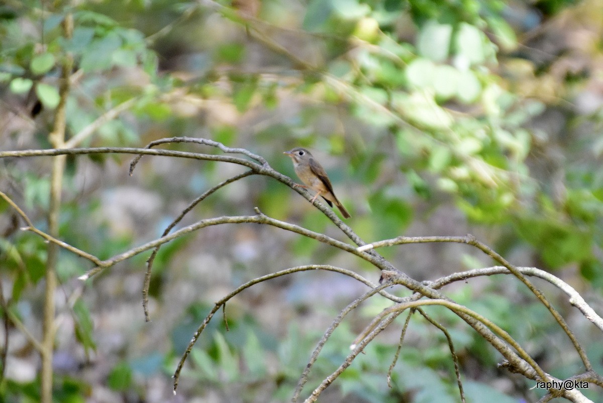 Brown-breasted Flycatcher - Anonymous