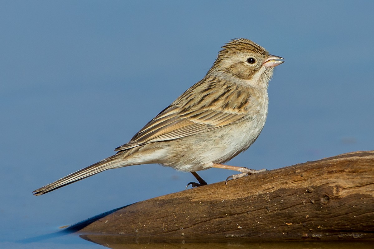 Brewer's Sparrow - Eric Gofreed