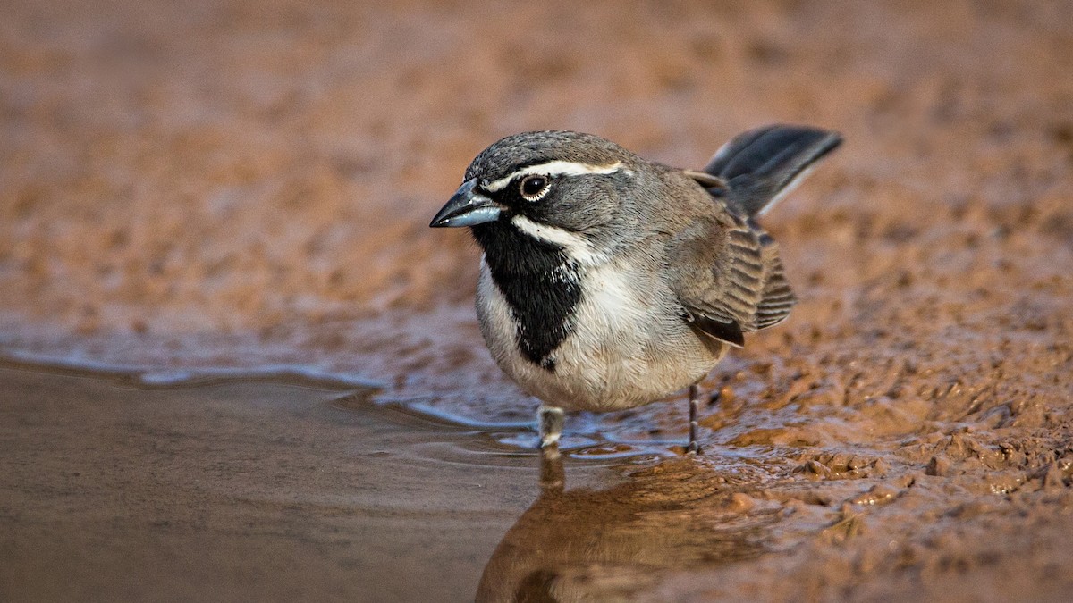 Black-throated Sparrow - ML85631051